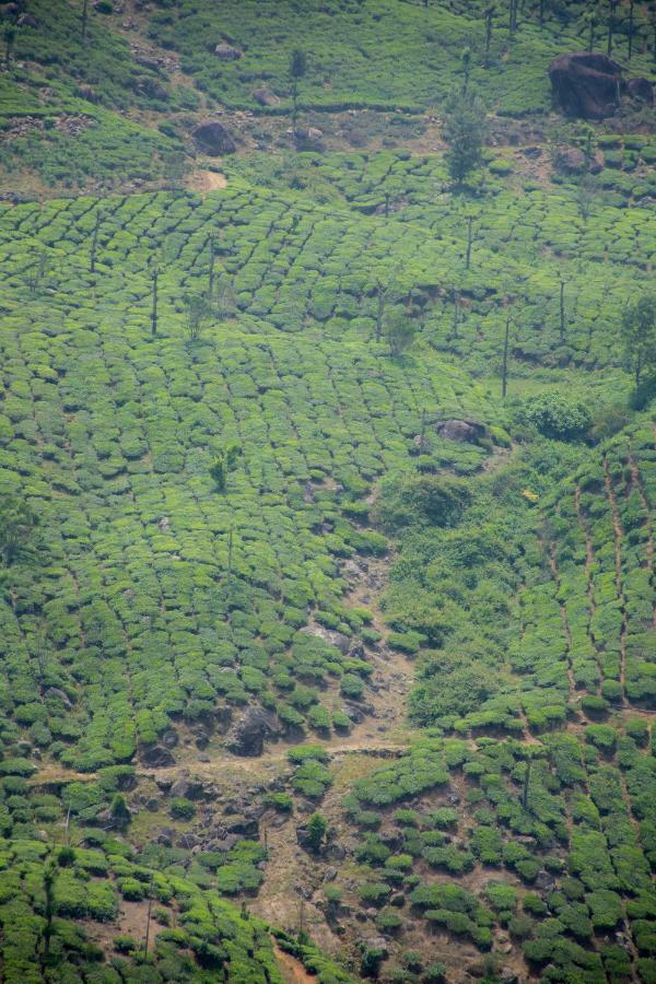 Aranyaka Resorts Munnar Buitenkant foto